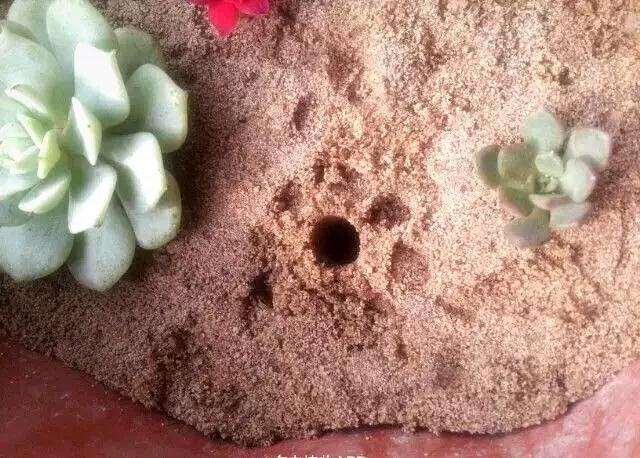 多肉怎么用河沙快速发根的方法