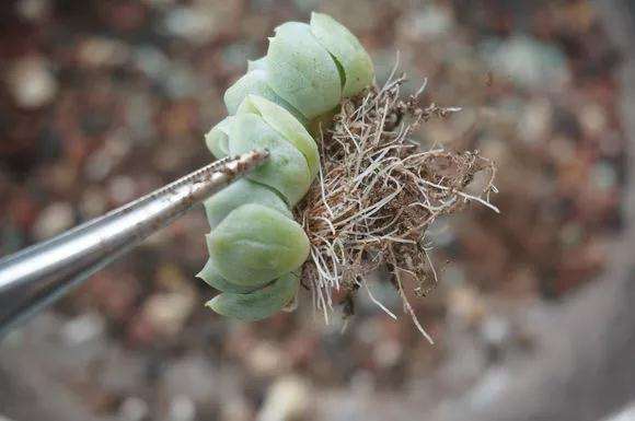 多肉怎么用河沙快速发根的方法