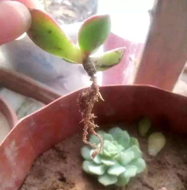 多肉怎么用河沙快速发根的方法