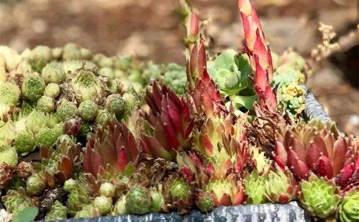 多肉要开花 花箭剪 还是不剪