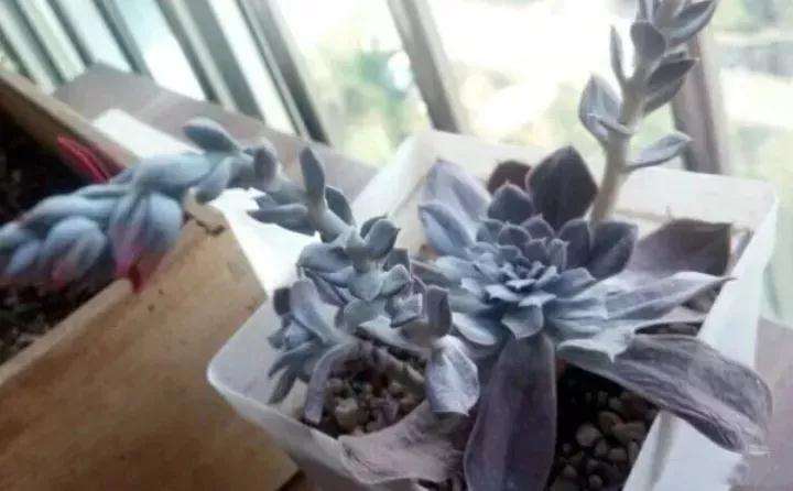 多肉要开花 花箭剪 还是不剪