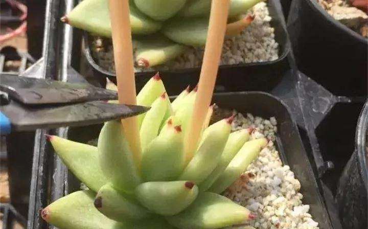 多肉要开花 花箭剪 还是不剪