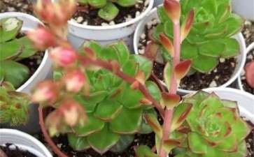 多肉剪掉的花箭怎么叶插成活率更高