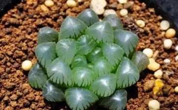 玉露多肉怎么晶莹剔透的3个方法