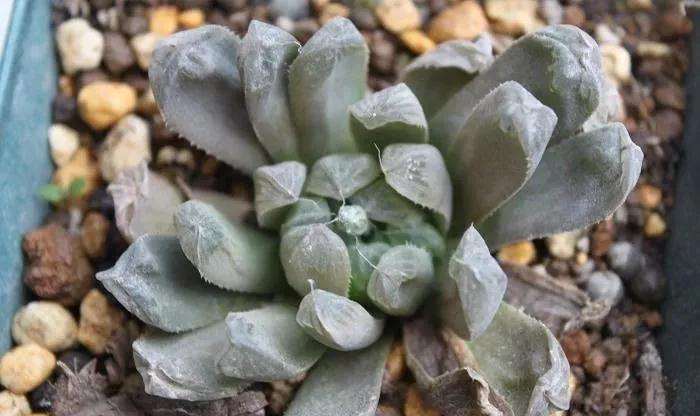 玉露多肉干瘪后如何急救