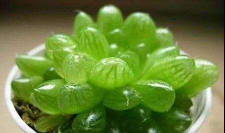 玉露多肉干瘪后如何急救