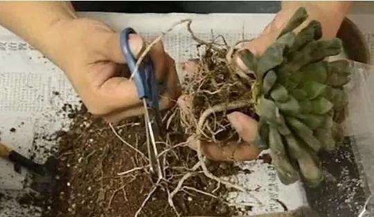 玉露多肉干瘪后如何急救