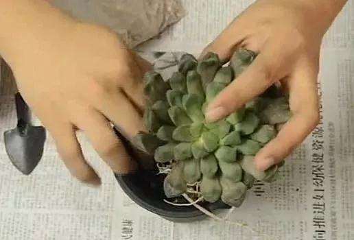 玉露多肉干瘪后如何急救