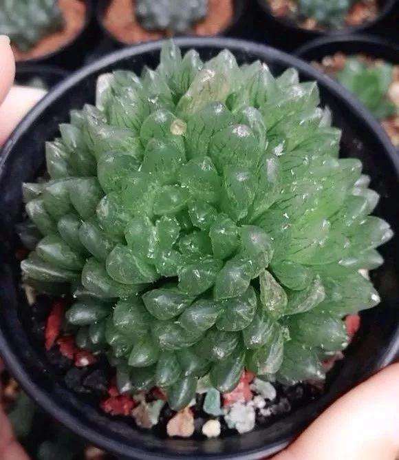 玉露多肉如何度夏的4个方法