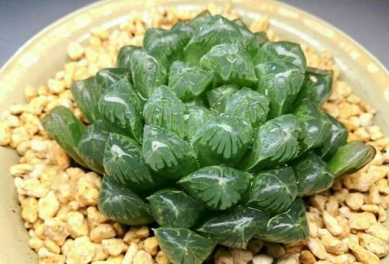 玉露多肉如何度夏的4个方法