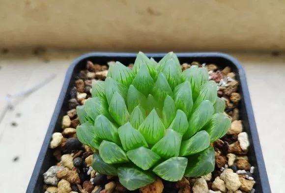 玉露多肉如何度夏的4个方法