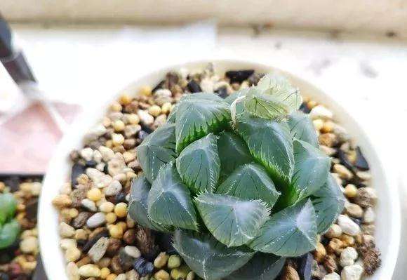 玉露多肉如何度夏的4个方法