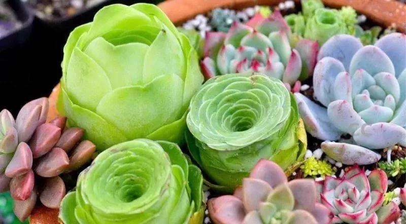 多肉为何怕夏天
