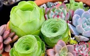 多肉为何怕夏天 怎么办 图片