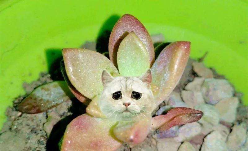 多肉怎么安全度夏的6个方法 图片