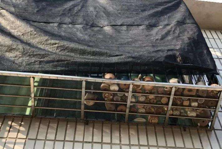 多肉怎么安全度夏的6个方法 图片