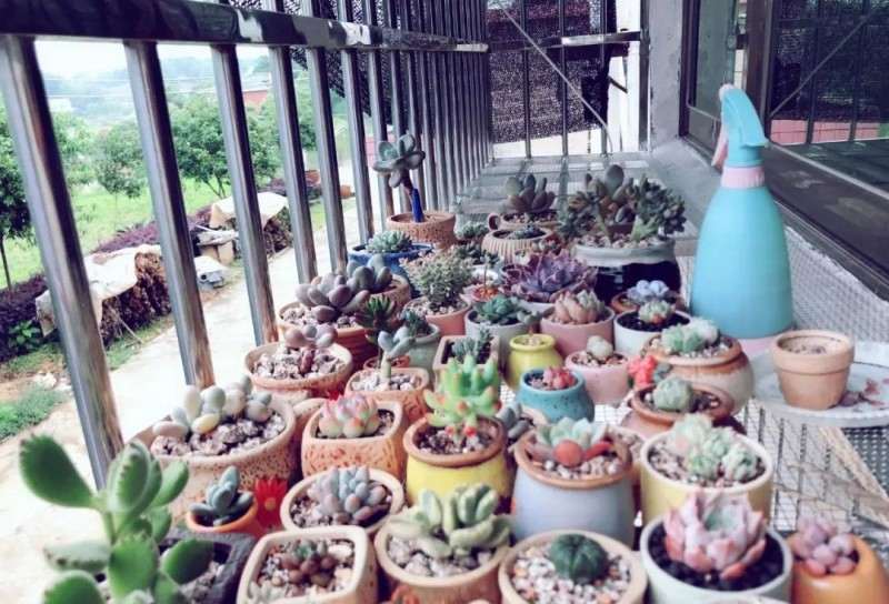 多肉怎么安全度夏的6个方法 图片