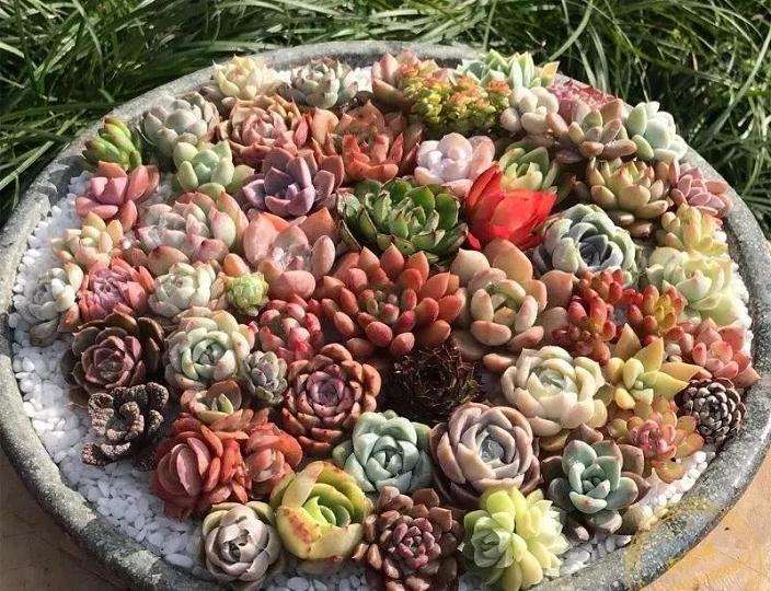 多肉怎么安全度夏的6个方法 图片