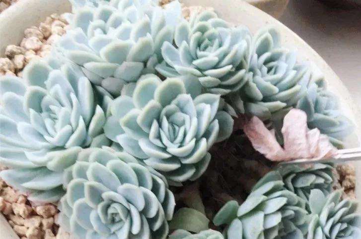 多肉怎么安全度夏的6个方法 图片