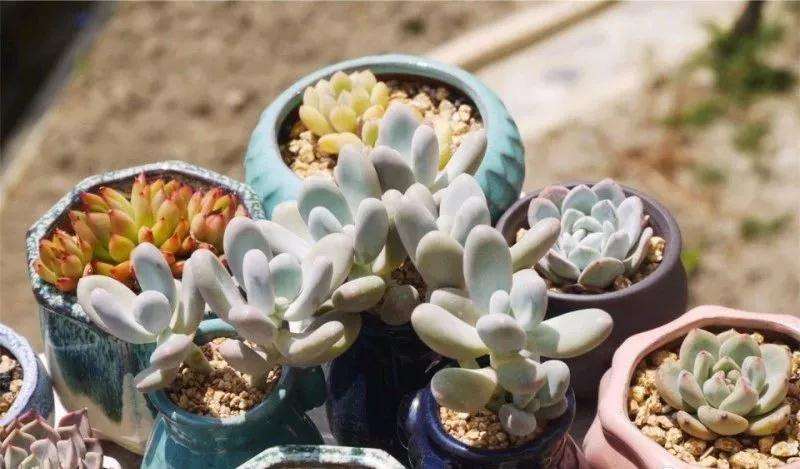 夏季怎么养夏型种多肉