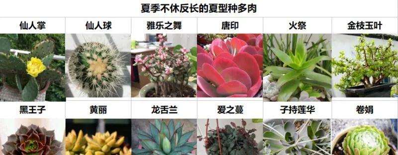 夏季怎么养夏型种多肉
