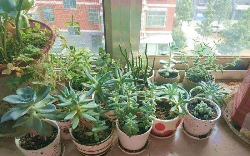 夏季怎么养夏型种多肉