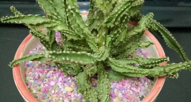 夏季怎么养夏型种多肉