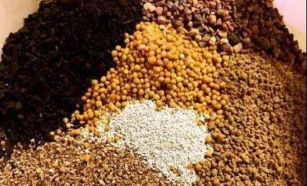 夏季怎么养夏型种多肉