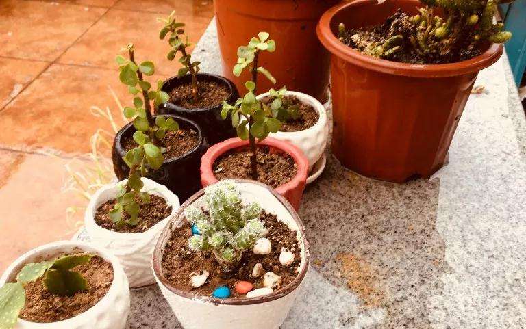 夏季怎么养夏型种多肉