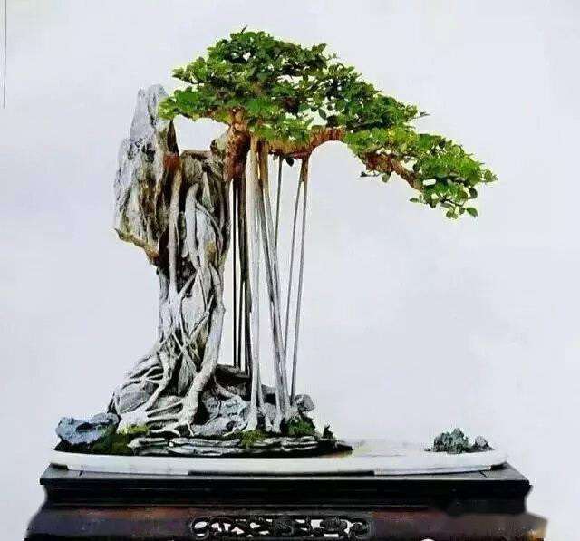 台州市花卉盆景协会第二次会员代表大会在椒江召开