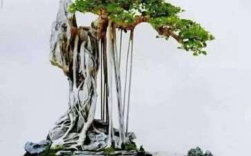 台州花卉盆景协会第二次会员代表大会