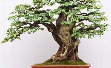 2019国际盆景协会中国会员展金银铜奖作品