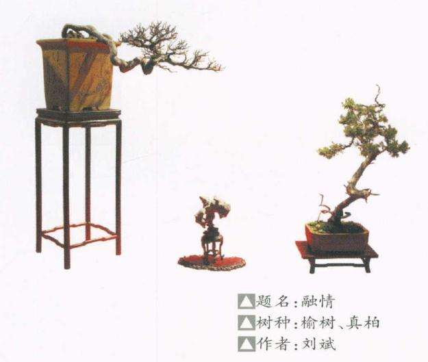 武汉盆景艺术沙龙开幕