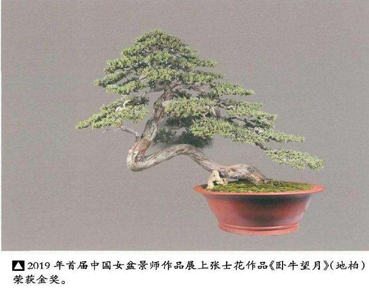 沐阳女性盆景爱好者