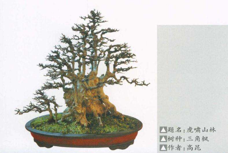 怎么用快手直播卖盆景的方法