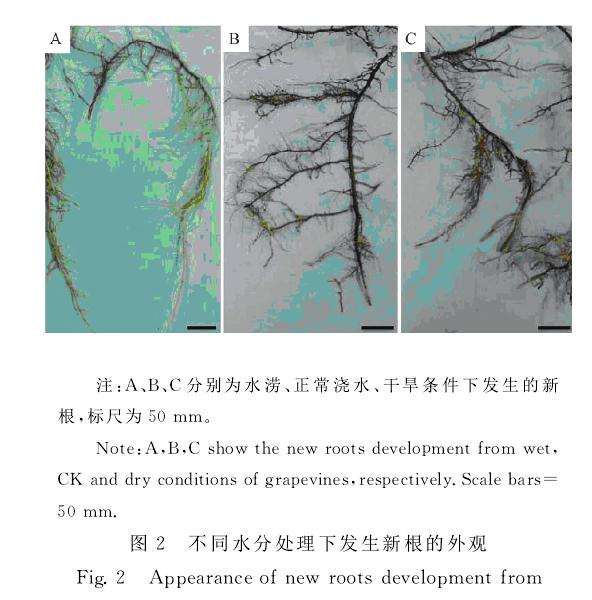 水分胁迫的判定及盆栽葡萄新根的生长