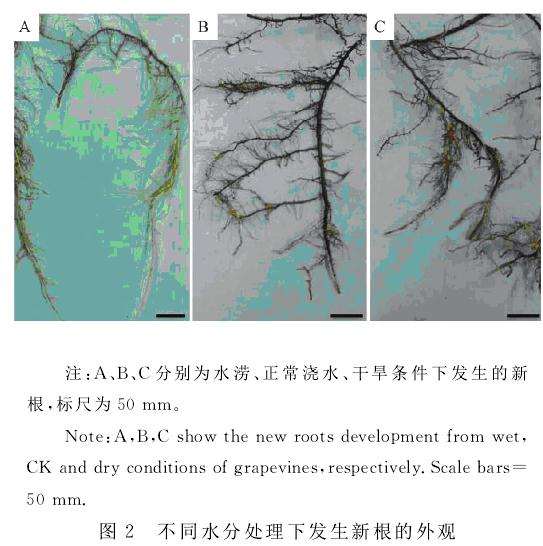 不同土壤含水量对葡萄盆栽根系生长的影响