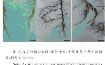 不同土壤含水量对葡萄盆栽根系生长的影响