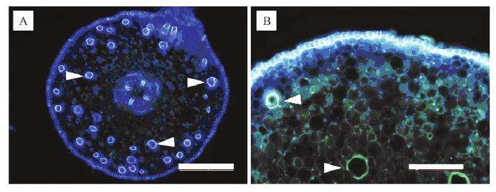 不同土壤含水量对葡萄盆栽根皮层细胞的影响