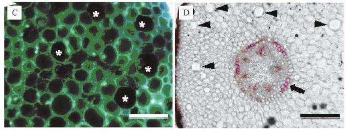 不同土壤含水量对葡萄盆栽根皮层细胞的影响