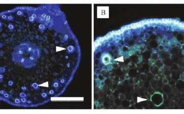 不同土壤含水量对葡萄盆栽根皮层细胞的影响