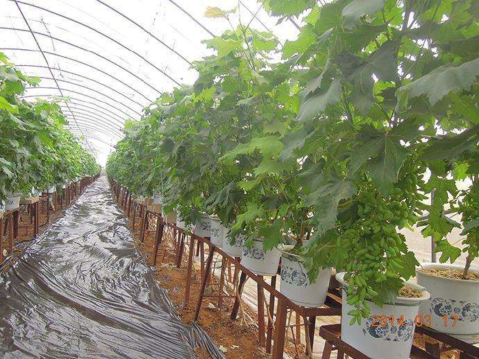 不同土壤含水量对葡萄盆栽根皮层的影响