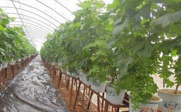 不同土壤含水量对葡萄盆栽根皮层的影响