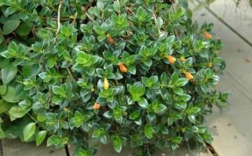 不同椰糠配比基质对盆栽袋鼠花生长的影响