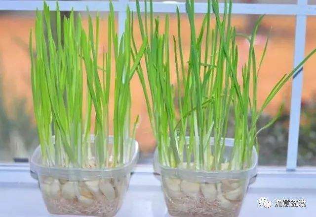 大蒜抗根结线虫的筛选及盆栽防效试验