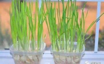 大蒜抗根结线虫的筛选及盆栽防效试验