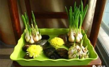 南方根结线虫盆栽试验表