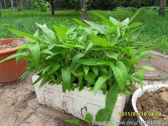 稻壳不同用量对空心菜盆栽生长和产量的影响