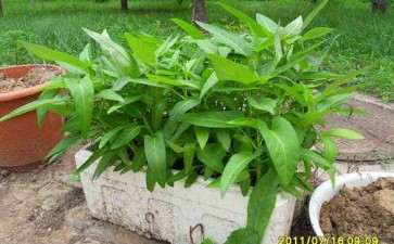 稻壳不同用量对空心菜盆栽生长和产量的影响