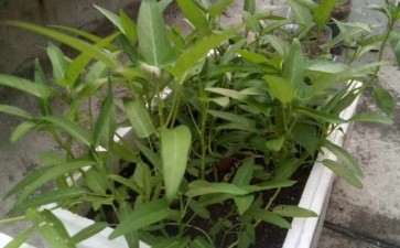 稻壳不同用量对盆栽空心菜土壤肥力的影响